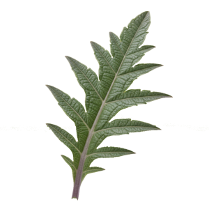 Extrait sec de feuille d’Artichaut (Cynara scolymus)