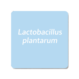 Lactobacillus plantarum