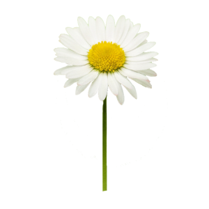 Extrait de fleur de Pâquerette (Bellis perennis L.)