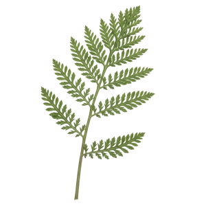 Achillée millefeuille 4/1