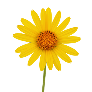 Extrait de fleur d’Arnica montana
