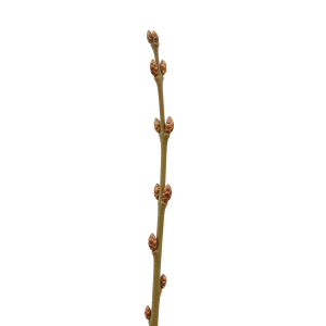 Bourgeons d’Aulne
