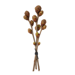 Bourgeons de Cassis