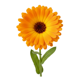 Extrait sec de Calendula (Souci fleurs)