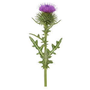 Extrait sec de graine de Chardon Marie (Silybum marianum)