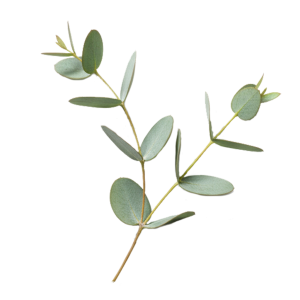 Eucalyptus