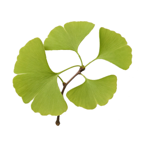 Extrait de feuilles de Ginkgo (Ginkgo biloba)