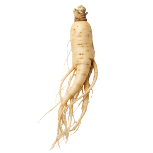 Extrait sec de racines de Ginseng (Panax ginseng)