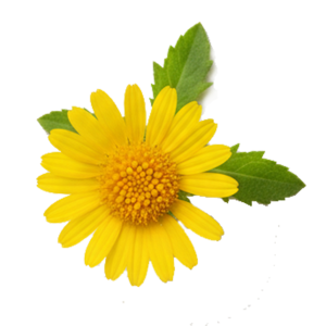Parties aériennes de Grindelia