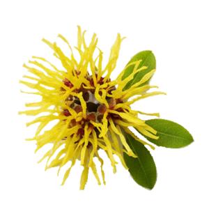 Extrait de feuille d’Hamamélis (Hamamelis virginiana L.)
