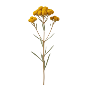 Hydrolat de fleur d’Hélichryse italienne