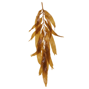 Extrait sec de Laminaire (Laminaria digitata)