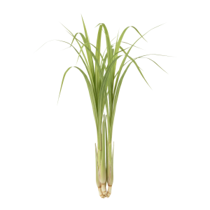 Huile essentielle de Lemon grass