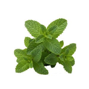 Huile essentielle de Menthe poivrée