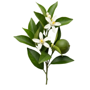 Eau de fleurs d’Oranger