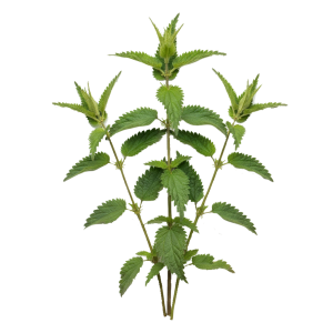 Extrait de feuille d’Ortie (Urtica dioica)