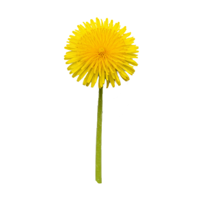 Extrait sec de Pissenlit racine (Taraxacum officinale)
