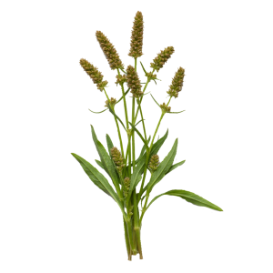 Extrait sec de feuille de Plantain
