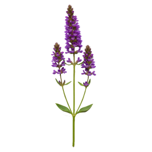 Extrait sec de racines de Polygala