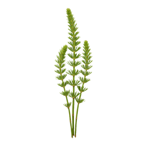 Extrait de Prêle (Equisetum arvense)