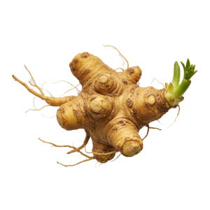 Extrait sec de racines de Rhodiole (Rhodiola rosea)