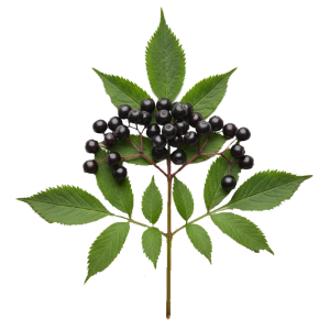 Sureau noir
