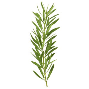 Tea tree
