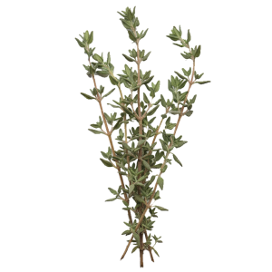 Huile essentielle de Thym vulgaire thymol