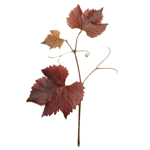 Extrait de feuilles de Vigne rouge (Vitis vinifera)